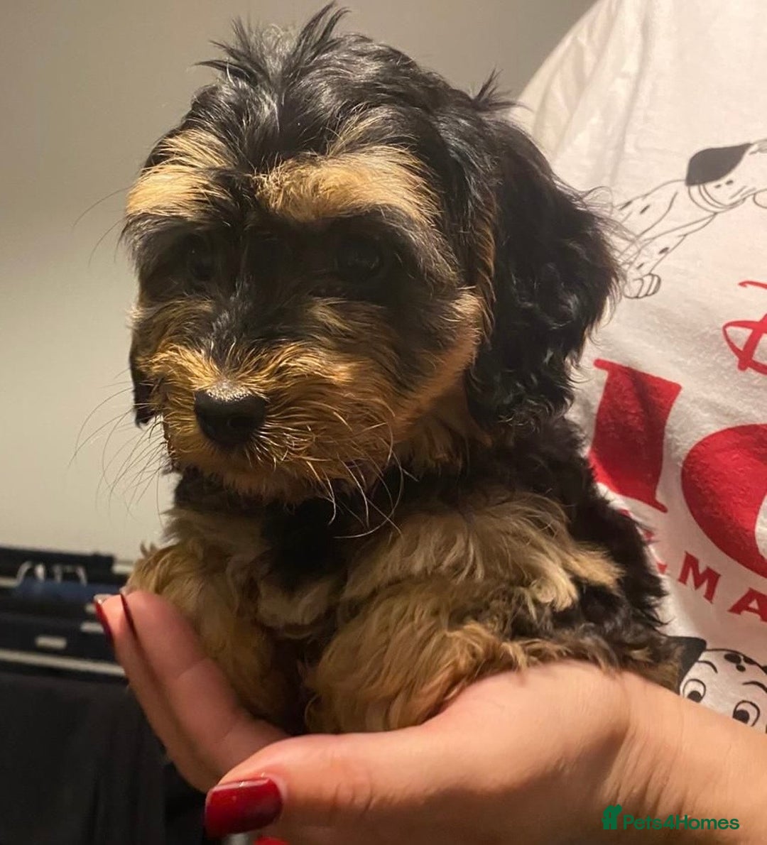 Cockapoo dogs for sale: ADORABLE COCKAPOO PUPPIES  - Advert 7