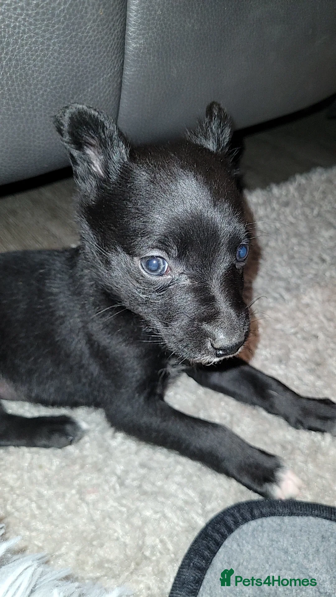 Mixed Breed dogs for sale: Collie cross Kelpie Puppies - Advert 6