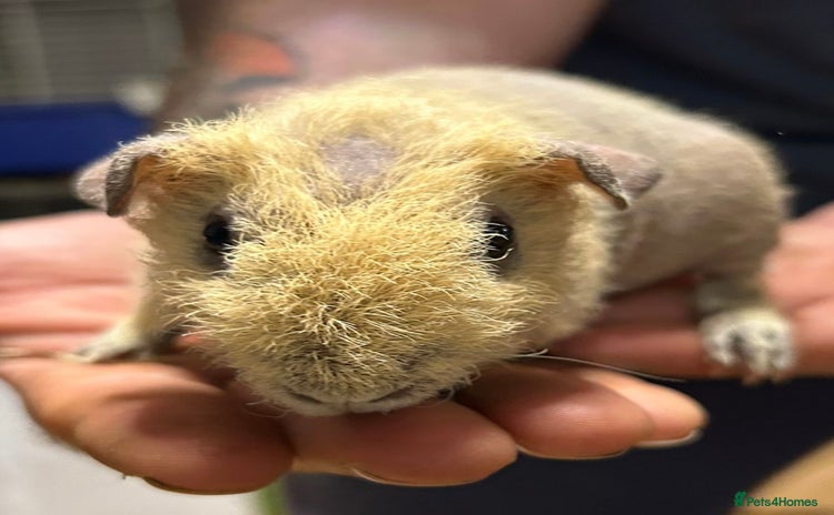 Guinea Pig rodents - Advert 2