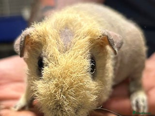 Guinea Pig rodents - Advert 11