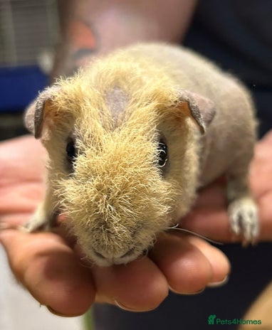 Guinea Pig rodents - Advert 6