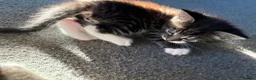 Mixed Breed cats for sale: 3 kittens for sale  - Advert 19