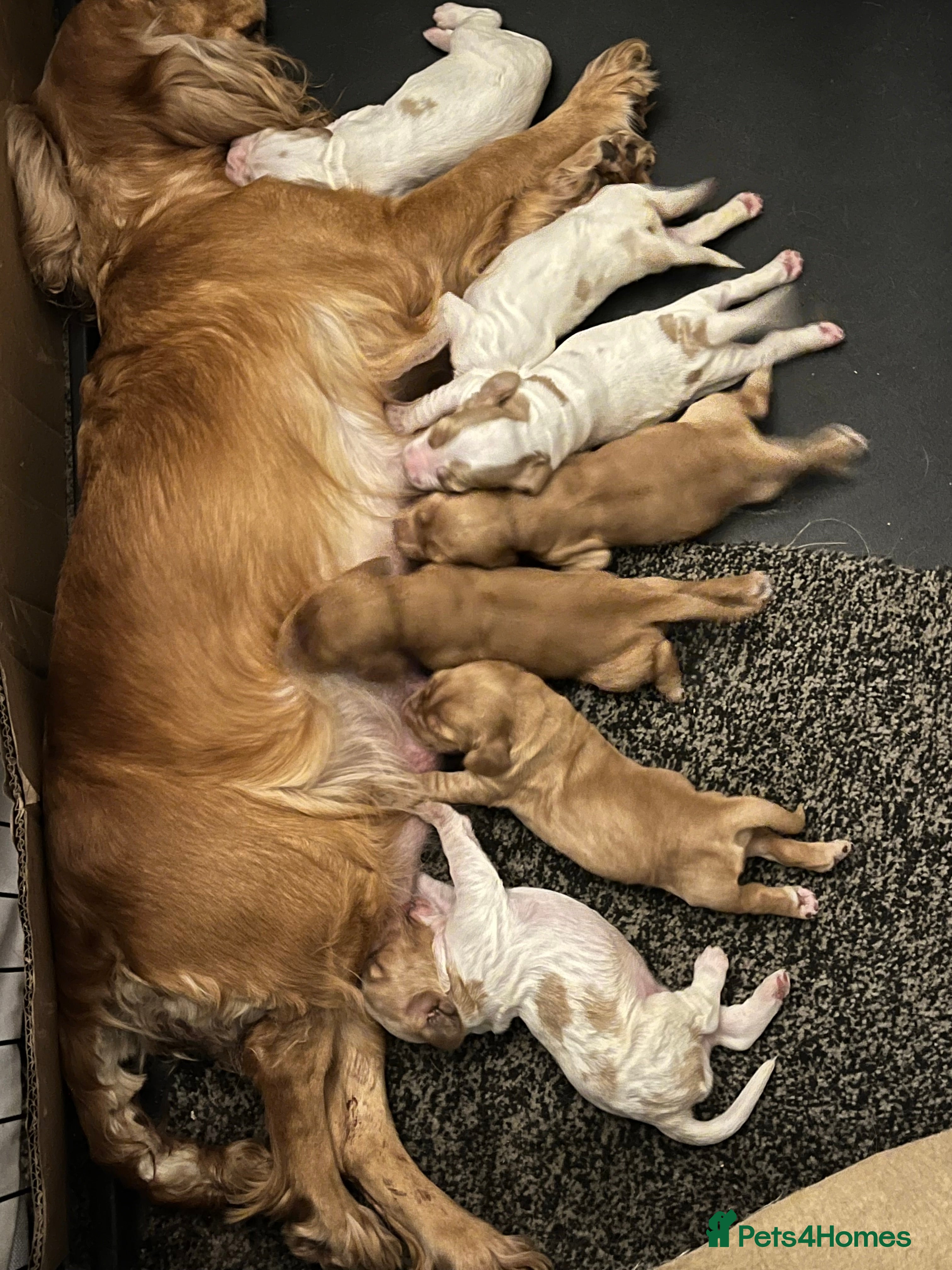 Cocker Spaniel dogs Cocker spaniel pups for ssle - Advert 1