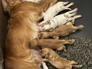 Cocker Spaniel dogs Cocker spaniel pups for ssle - Advert 1