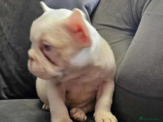 French Bulldog dogs French bulldog - Advert 12