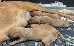 Labrador Retriever dogs for sale: Deep fox red Labrador Puppies,FULLY TESTED PARENTS - Image 1