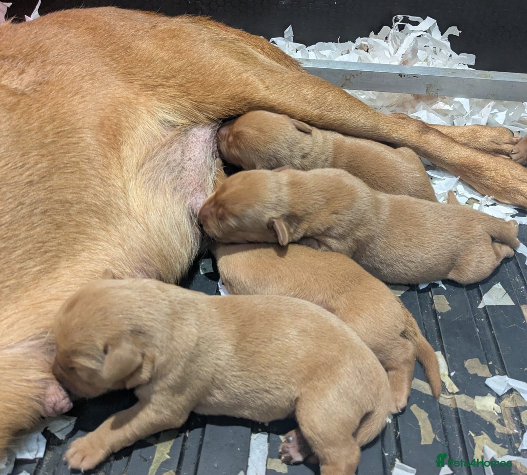 Labrador Retriever dogs for sale: Deep fox red Labrador Puppies,FULLY TESTED PARENTS - Image 1