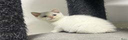 British Shorthair cats for sale: White british shorthair GIRL with blue eyes - Advert 8