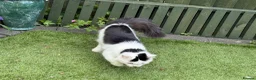 Mixed Breed cats for sale: Lovely friendly cat - Advert 2