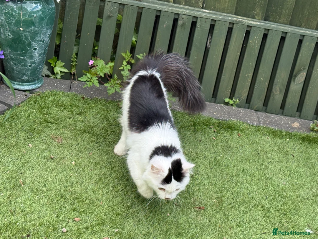 Mixed Breed cats for sale: Lovely friendly cat - Advert 2