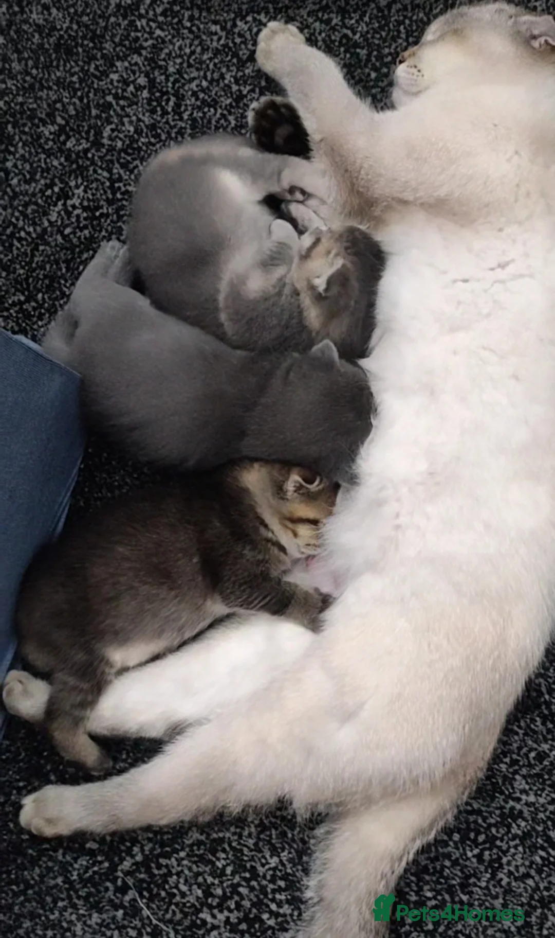 British Shorthair cats for sale: Beautiful Scottish Fold Kittens  in Slough - Advert 2