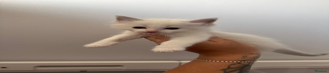 Ragdoll Kitten 2