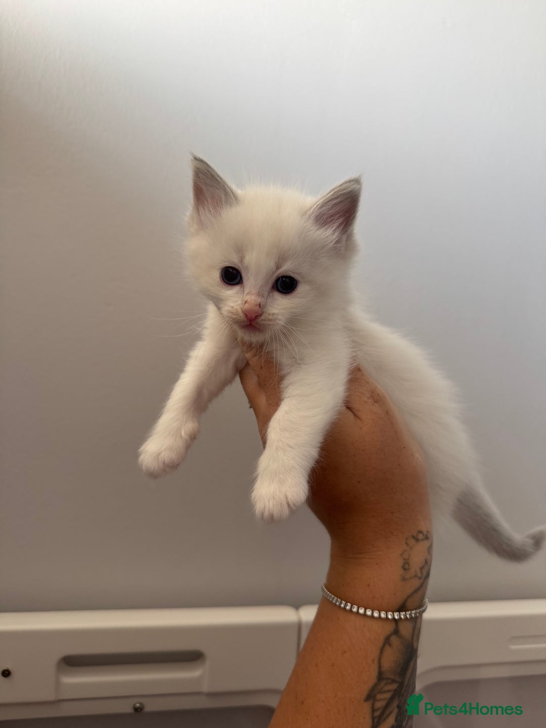 Ragdoll cats for sale: Blue bi coloured ragdoll kittens for sale  - Image 8