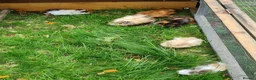 Guinea Pig rodents for sale: Herd of guinea pigs for sale in Chippenham - Advert 15