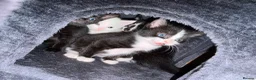 Mixed Breed cats for sale: 9 gorgeous tabby kittens - Advert 5