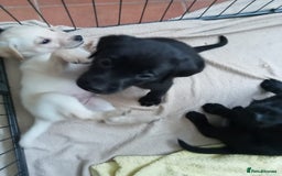 Labrador Retriever dogs for sale: KC Registered Labrador Retriever Puppies in Ross-on-Wye - Image 20