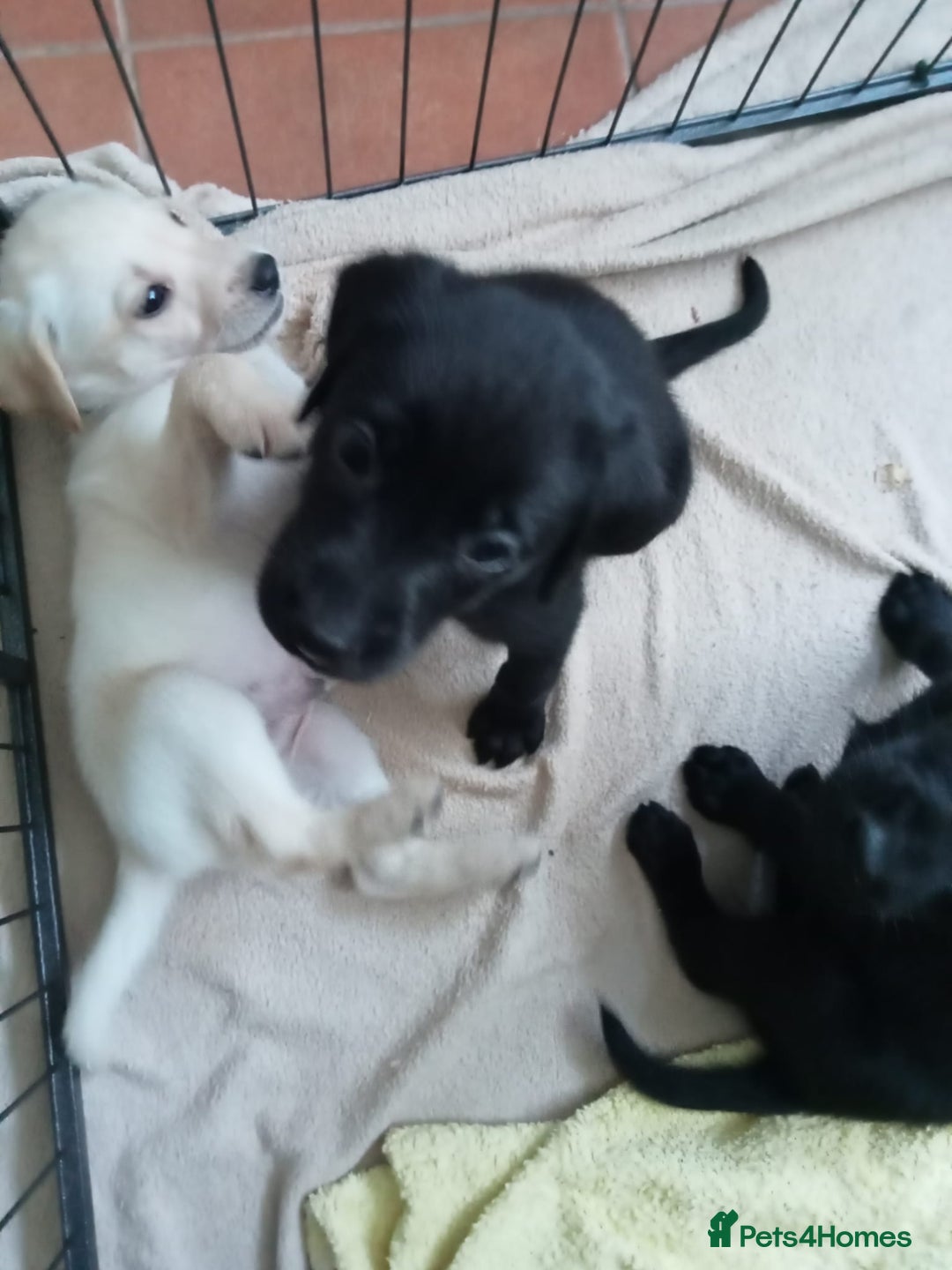 Labrador Retriever dogs for sale: KC Registered Labrador Retriever Puppies in Ross-on-Wye - Image 20
