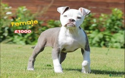 Olde English Bulldogge dogs for sale: COUNCIL APPROVED⭐️5⭐️RATED LICENSE 23 YEARS EXPERT - Image 3
