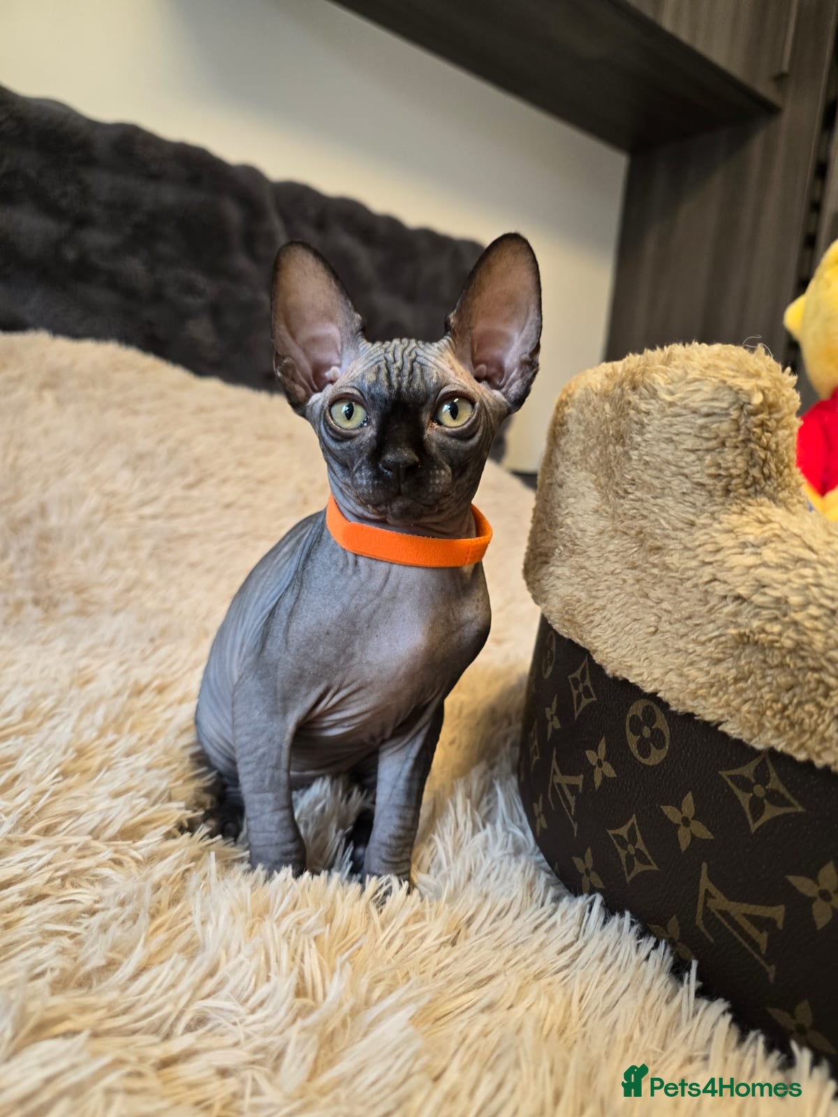 Sphynx cats Fully vaccinated health checked kittens  - Advert 6