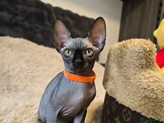 Sphynx cats Fully vaccinated health checked kittens - Advert 6