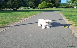 Toy Poodle dogs for stud: Buddy would like to breed puppies  in Liverpool - Image 4