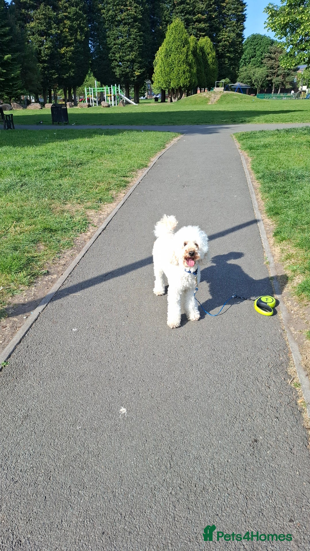 Toy Poodle dogs for stud: Buddy would like to breed puppies  in Liverpool - Image 4