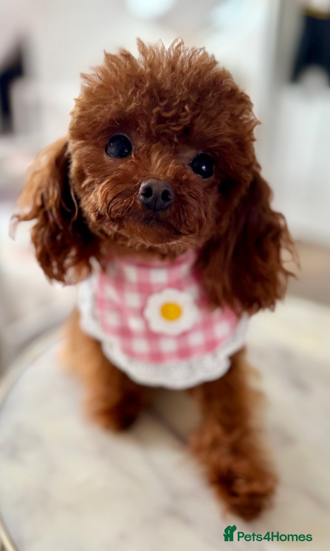 Toy Poodle dogs for sale: Asian female Poodle  - Advert 2