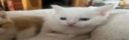 Khao Manee cats for sale: White softest/ cutest/luckyest Cat ever seen - Advert 1