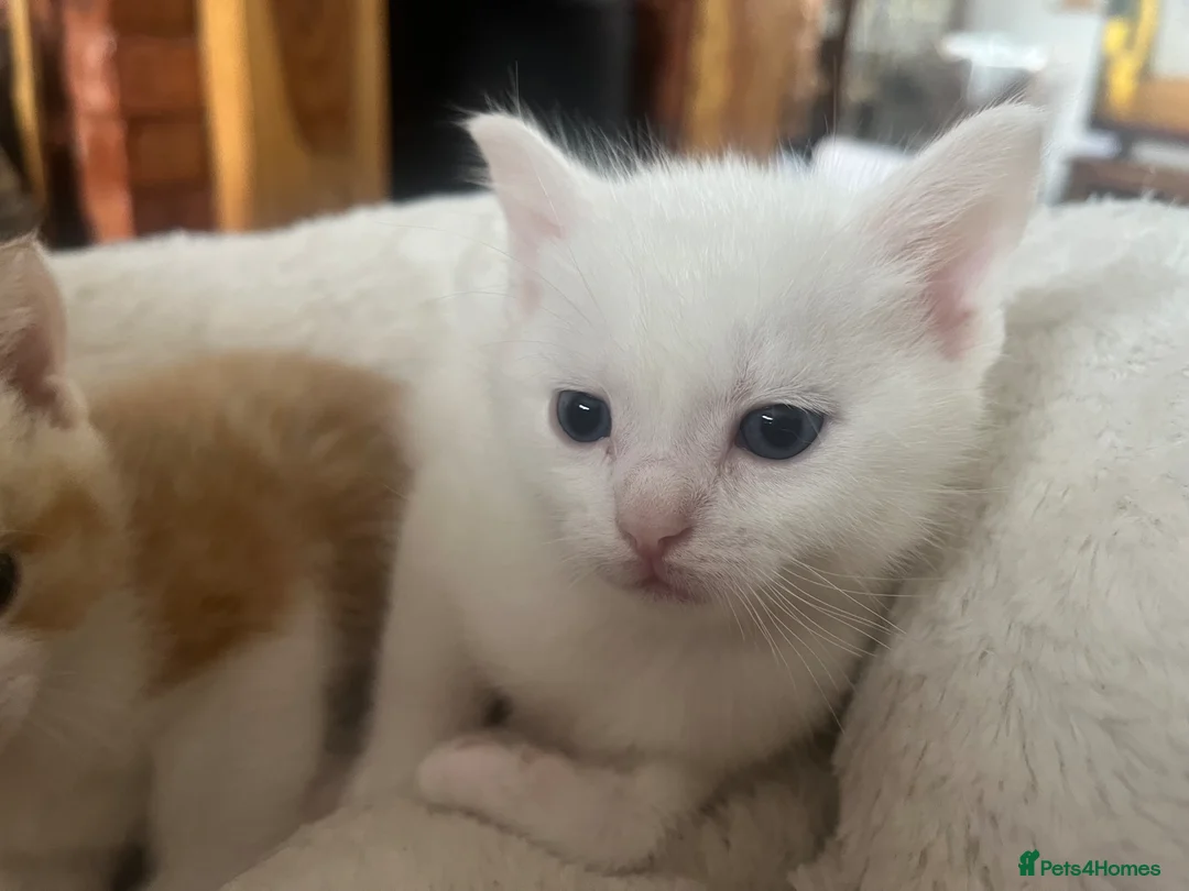 Khao Manee cats for sale: White softest/ cutest/luckyest Cat ever seen - Advert 1