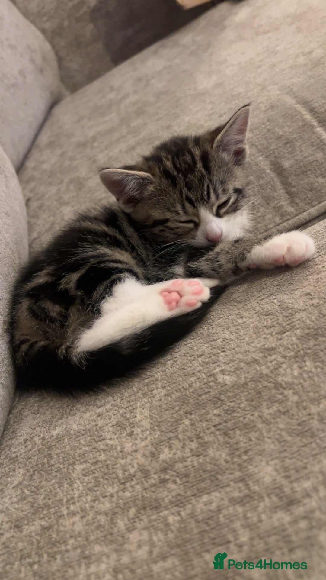 Domestic Shorthair cats for sale: Domestic short hair tabby kittens   - Advert 7