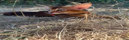 Abyssinian cats for sale: Adorable Abyssinian kittens - Advert 7