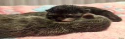 British Shorthair cats for sale: Beautiful British Shorthair Kittens  - Advert 9