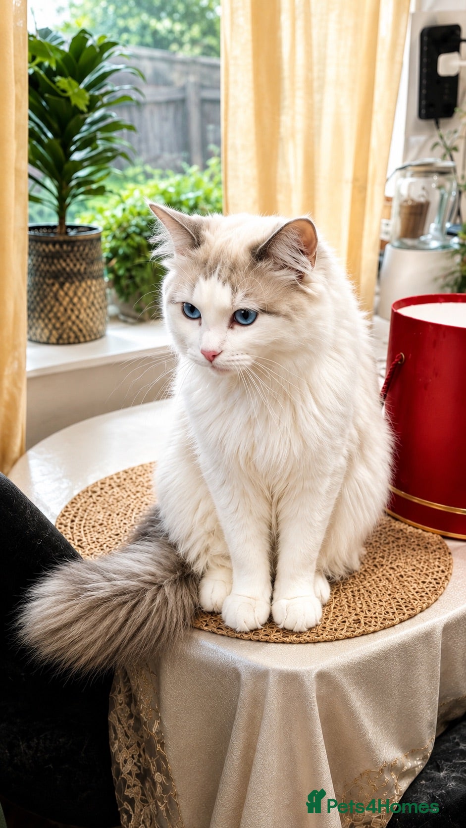 Ragdoll cats Ragdoll Male  - Advert 4