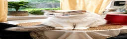 Ragdoll cats for sale: Ragdoll Male  - Advert 1