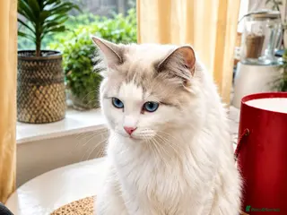 Ragdoll cats Ragdoll Male - Advert 1