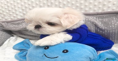 Maltese dogs - Advert 3