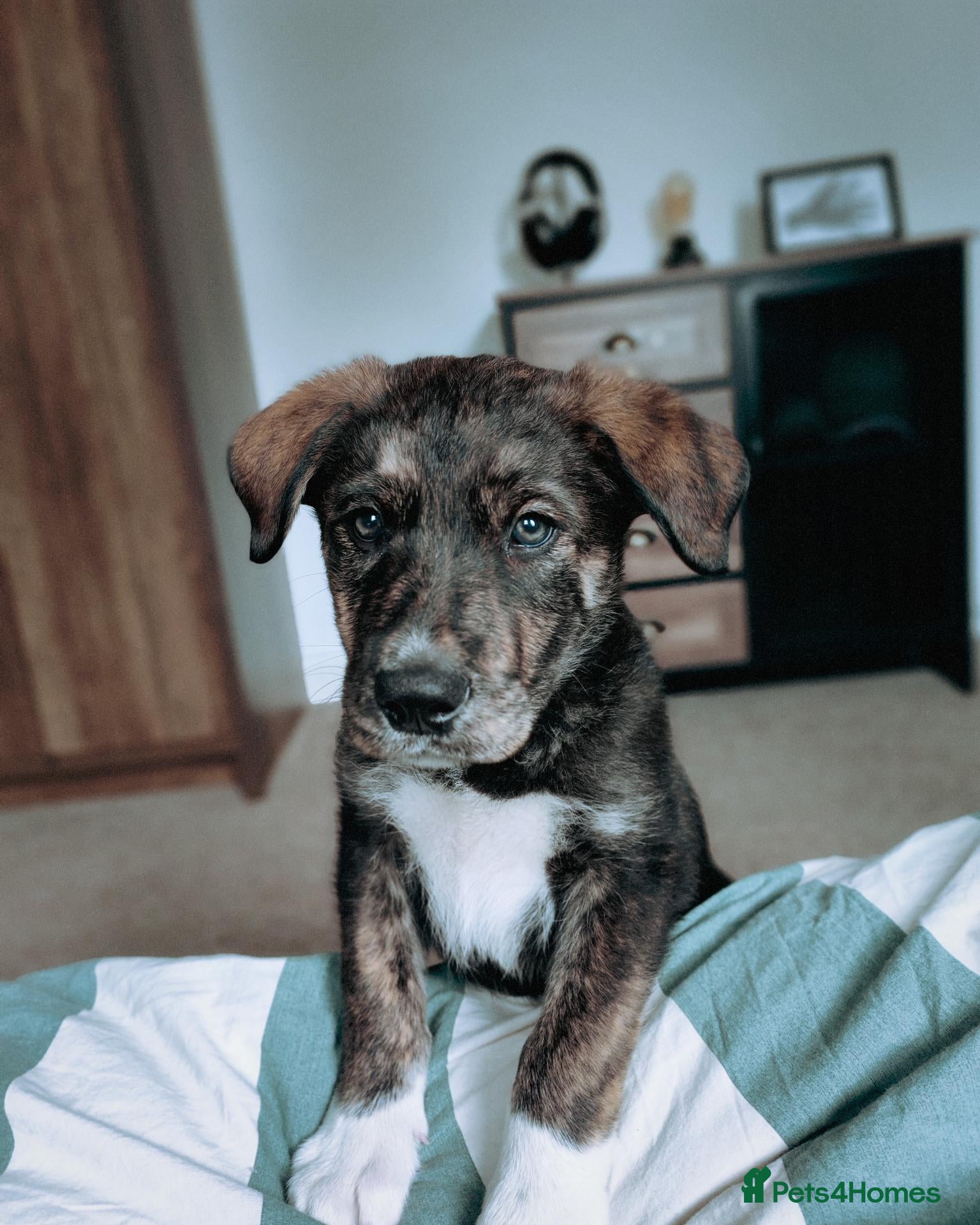Mixed Breed dogs Mixed Breed huntaway x blue merle collie  - Advert 1
