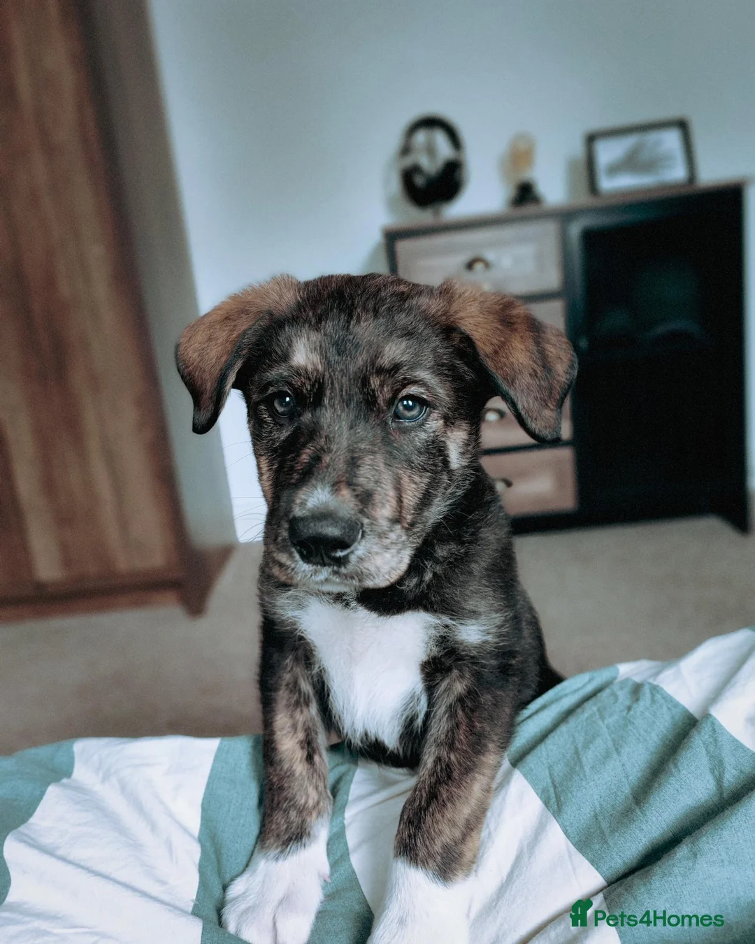Mixed Breed dogs for sale: Mixed Breed huntaway x blue merle collie  - Advert 1
