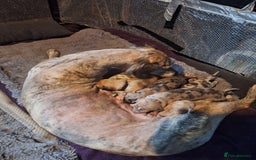 Lurcher dogs for sale: Saluki Lurcher  - Image 19