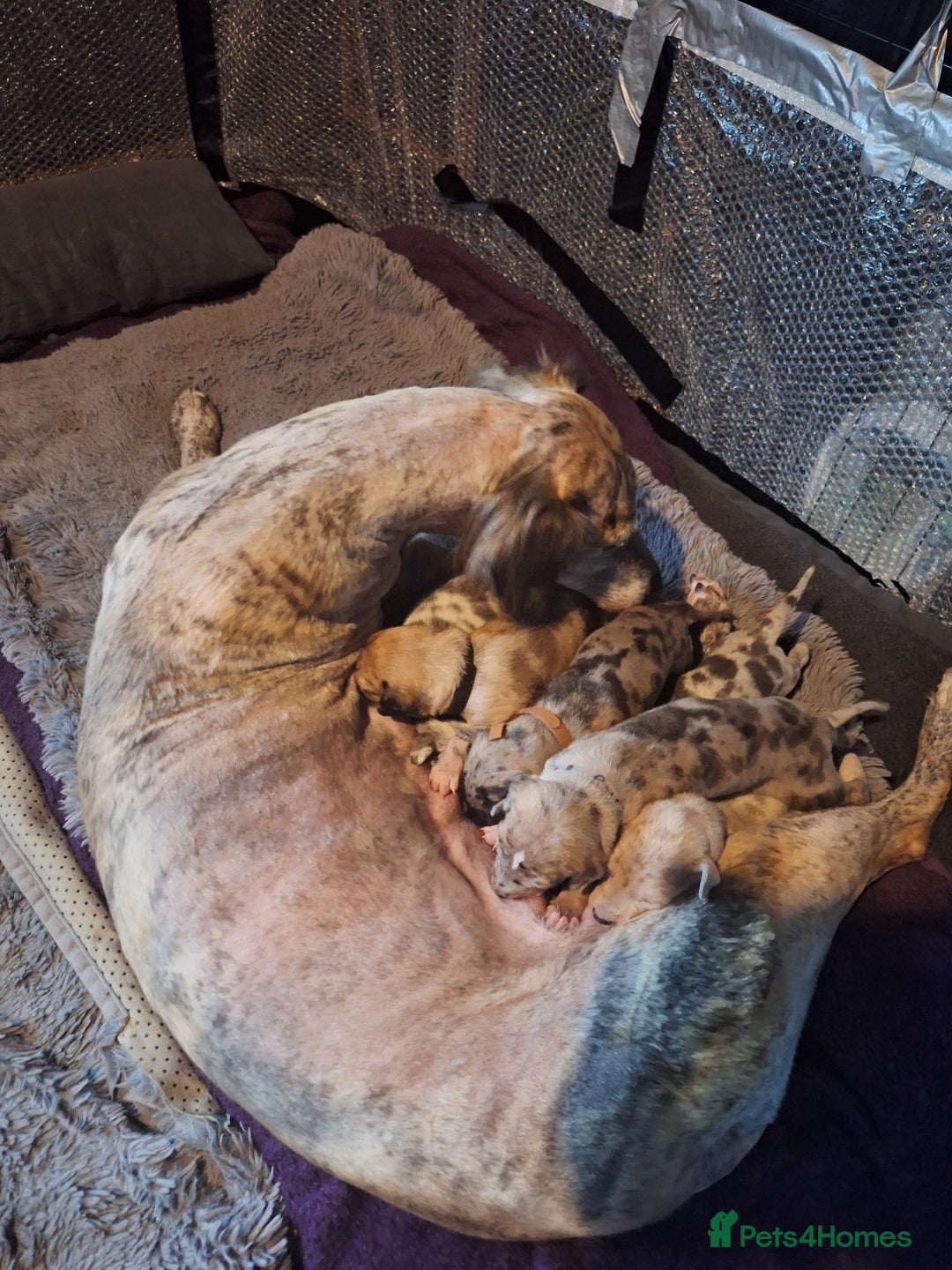 Lurcher dogs for sale: Saluki Lurcher  - Image 19