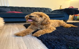 Mixed Breed dogs for sale: Female miniature Golden Doodle  - Image 10