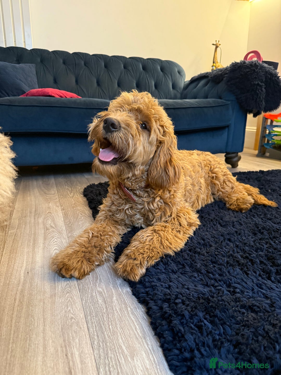 Mixed Breed dogs for sale: Female miniature Golden Doodle  - Image 10