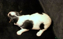 Biewer Terrier dogs for sale: Stunning Biewer girl Licensed breeder Health test  - Image 7