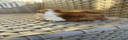 Guinea Pig rodents for sale: Handsome baby long haired male guinea pigs. - Advert 3