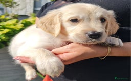 Golden Retriever dogs for sale: Stunning Golden Retriever puppies  - Image 19