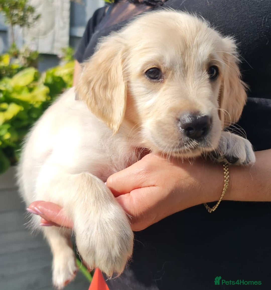 Golden Retriever dogs for sale: Stunning Golden Retriever puppies  - Image 19