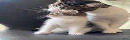 Mixed Breed cats for sale: 1 female kitten left for sale portsmouth - Advert 2