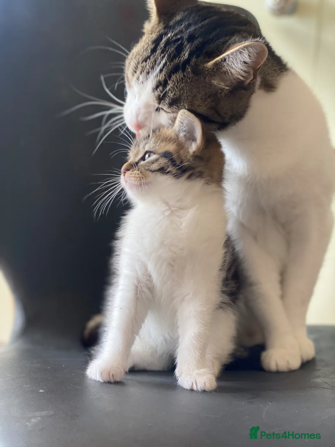 Mixed Breed cats for sale: 1 female kitten left for sale portsmouth - Advert 2