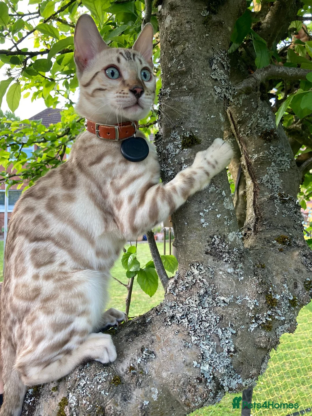 Bengal cats for stud: PROVEN ♡ Handsome BENGAL STUD > Carries SNOW + SLV in Birmingham - Advert 22
