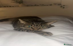 British Shorthair cats for sale: British shorthair x Bengal kittens - Image 25